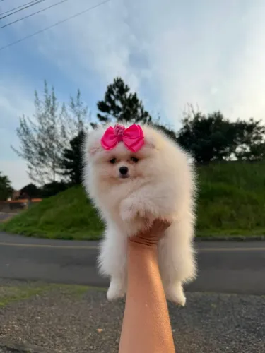 Spitz Alemão anão FÊMEA