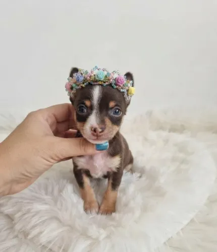 Pinscher princesa encantadora