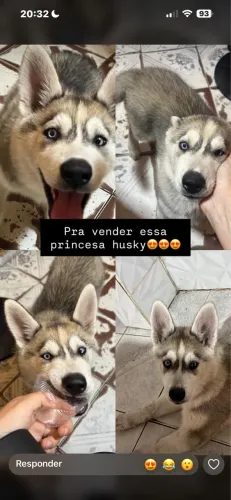 FILHOTE DE HUSKY SIBERIANO COM HETEROCROMIA NO OLHO