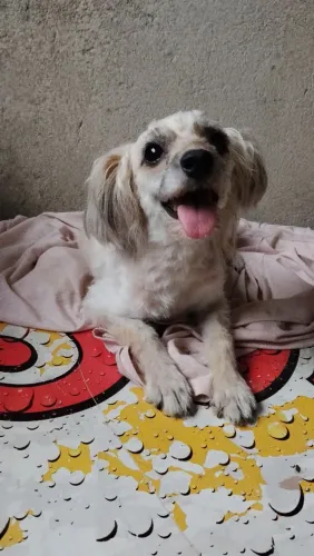 Poodle doação