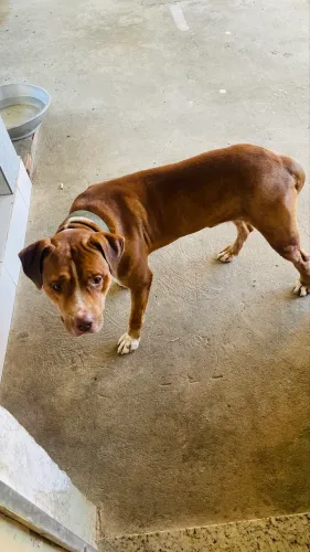 Doação de um pit bull 