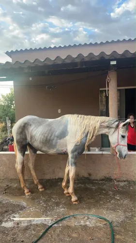 Égua pampa d?água! Muito mansa!!