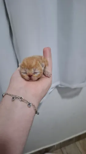 Bebê persa