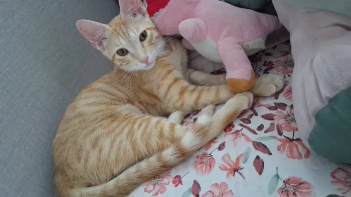 Filhotes de gatos pra adoção responsável