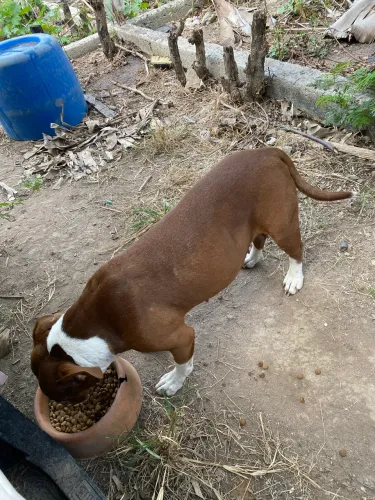 Pitbull Fêmea