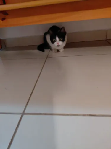 Doação gatinha 5 meses