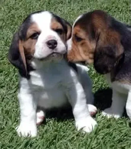 Beagle alto padrao