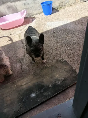 Vendo uma buldogue frases fêmea micro