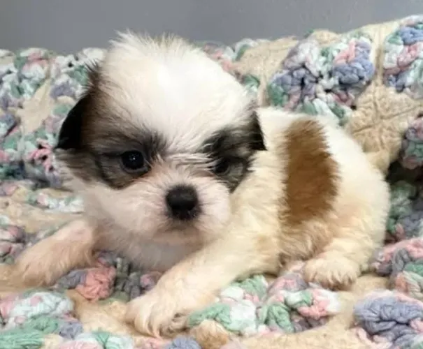 Lhasa Apso Filhotes Cores Variadas. 