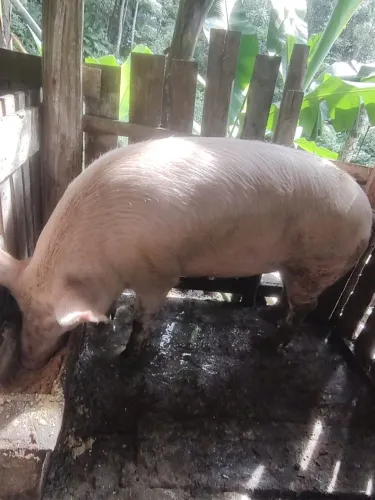 Venda de porco
