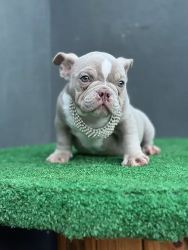 AMERICAN BULLY MICRO - FÊMEA