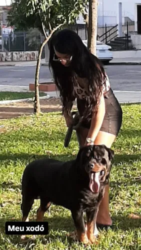 Doação de cachorro rotwaller