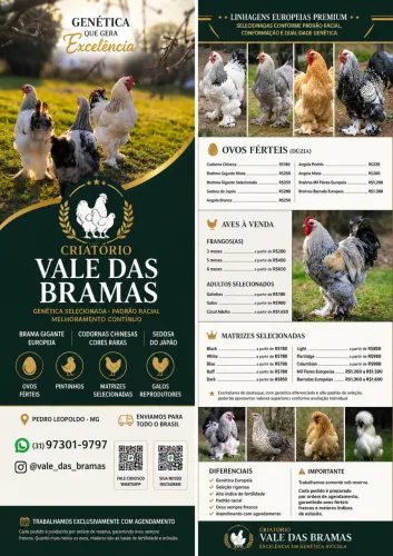 Ovos de galinha Brahma gigante