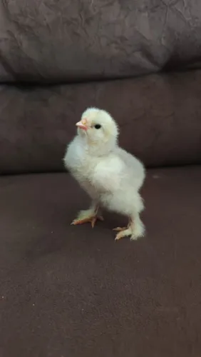 Pintinhos melhorado com Brahma