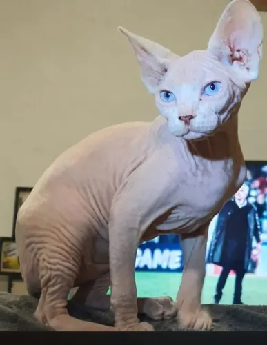 Adulto Sphynx macho