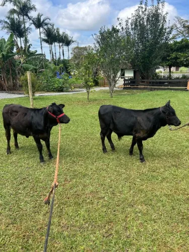 Vendo casal de Mini.