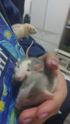 Vende-se ratos twister filhotes