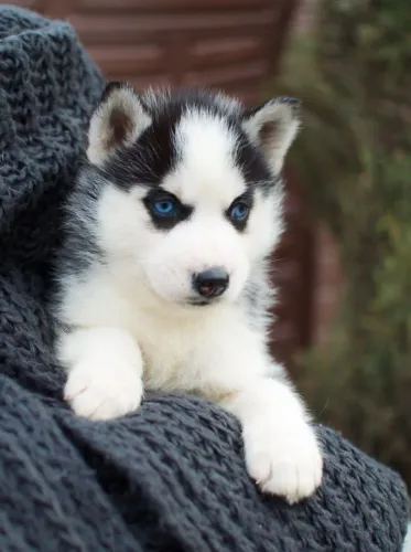 Husky siberiano preto e branco - cor mais conhecida