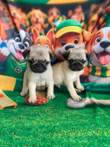 Pug macho