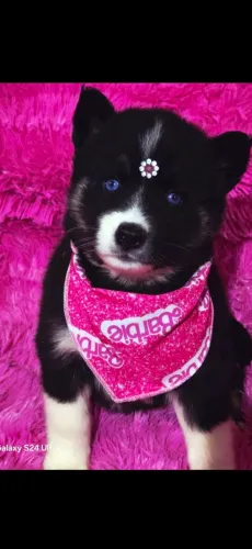 Husky siberiano fêmea mega promoção para este final de semana