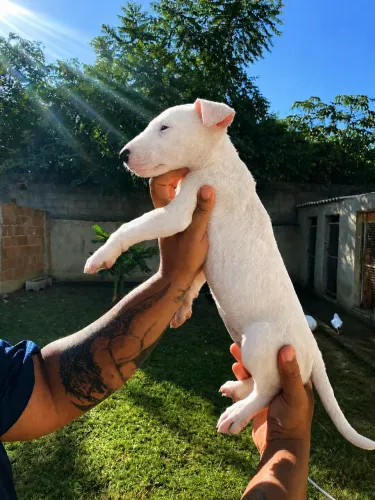 Bull Terrier inglês 