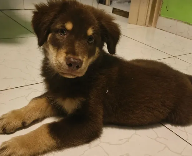 Golden Retriever Mestiço 