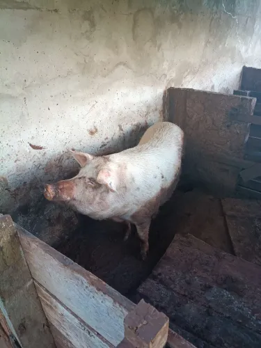 Porca prenha
