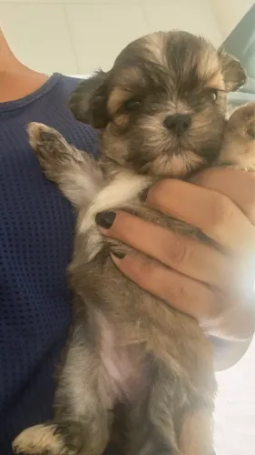 Shih tzu 