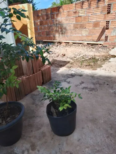 Pé de jabuticaba todos pôr esse valor anunciado