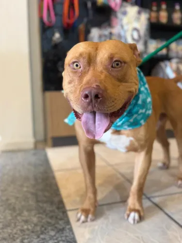 Pitbull para adoção 