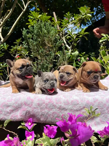 Reserva Filhotes de Bulldog Francês