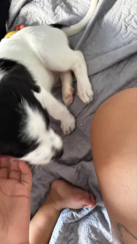 Cachorro para doação