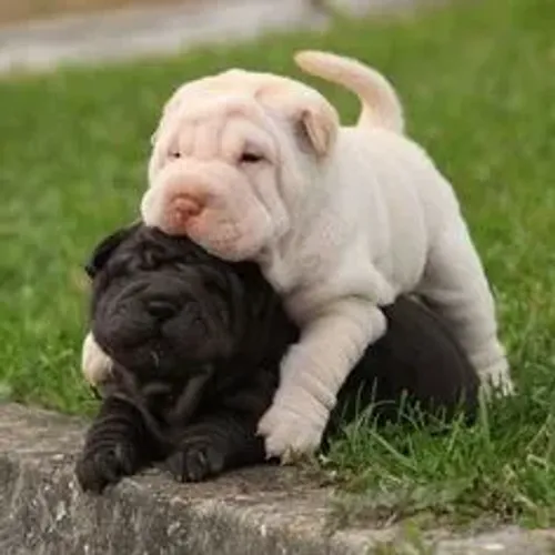 Sharpei Filhotes