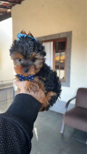 Luxuoso filhote yorkshire terrier 