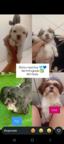 Vendo shitzu