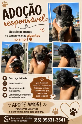 Adoção responsável para cachorros