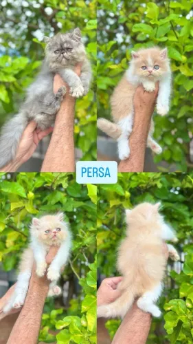 Gato Persa lindos filhotinhos com pelagem volumosa e macia