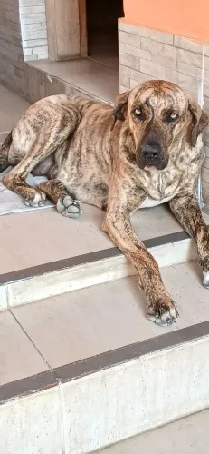 Fêmea procura macho para cruzamento 