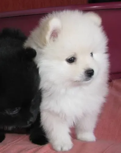 Spitz alemão Doguinho com disponibilidade para novos contatos