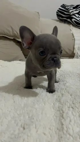 Bulldog francês fêmea Blue