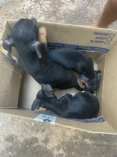 Pinscher