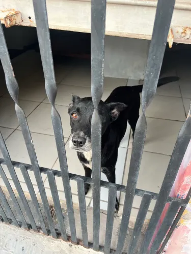 Adoção