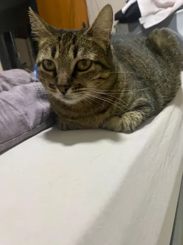 Gatinhas para doação castradas, motivo tenho muitos e está difícil comprar ração
