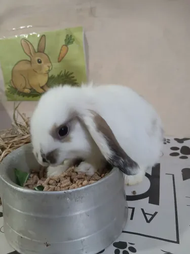Coelho mini lop