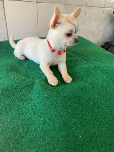 Vende-se uma fêmea de Chihuahua ela tem três meses com toda vacina zap *