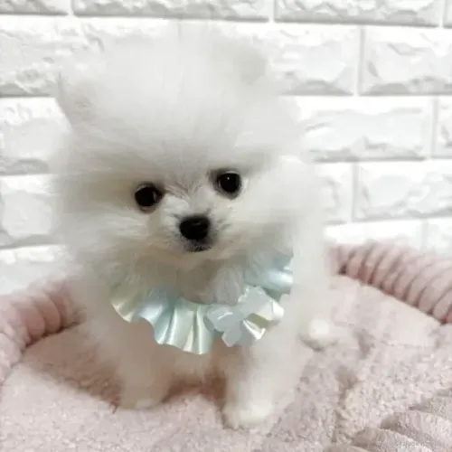 Filhotes dócil e lindo Spitz Alemão/ Lulu da Pomerânia/ anão/ anãozinho