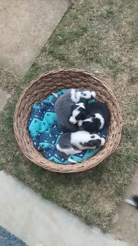 Filhotes de Border Collie