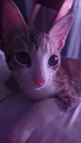 Gatos para adoção