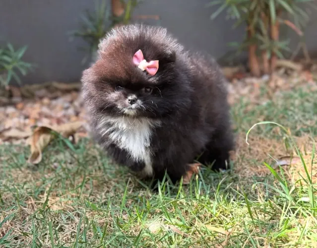 Spitz alemão