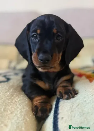 Neném Macho e Fêmea com Pedigree Teckel/Dachshund/Salsicha/Salsichinha/Basset/Cofap